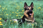 Happy-Dog